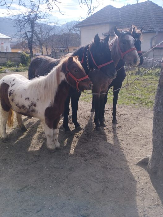 De vânzare trei mânji un cârlan de doi ani jumate și un ponei
