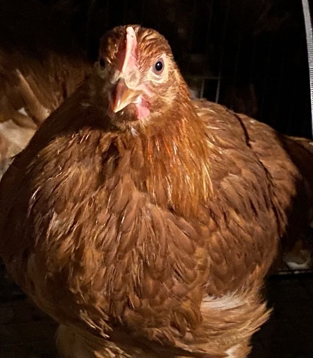 Puicute ouataoare direct de la ferma!