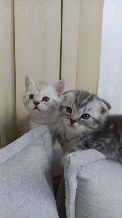 Продаются милые котята 1.5 месячные