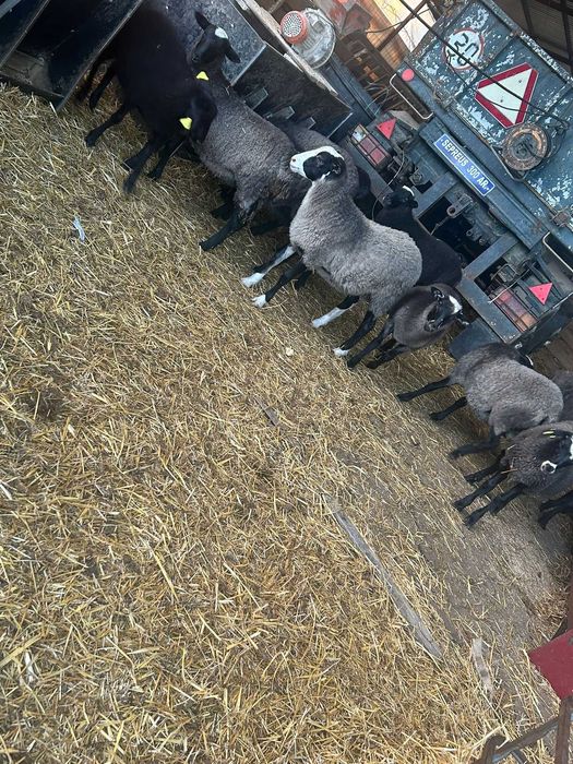 Miele romanov de vanzare