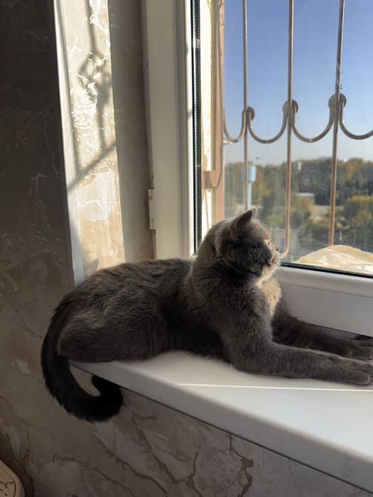 Britanskaya WinWilla кошка