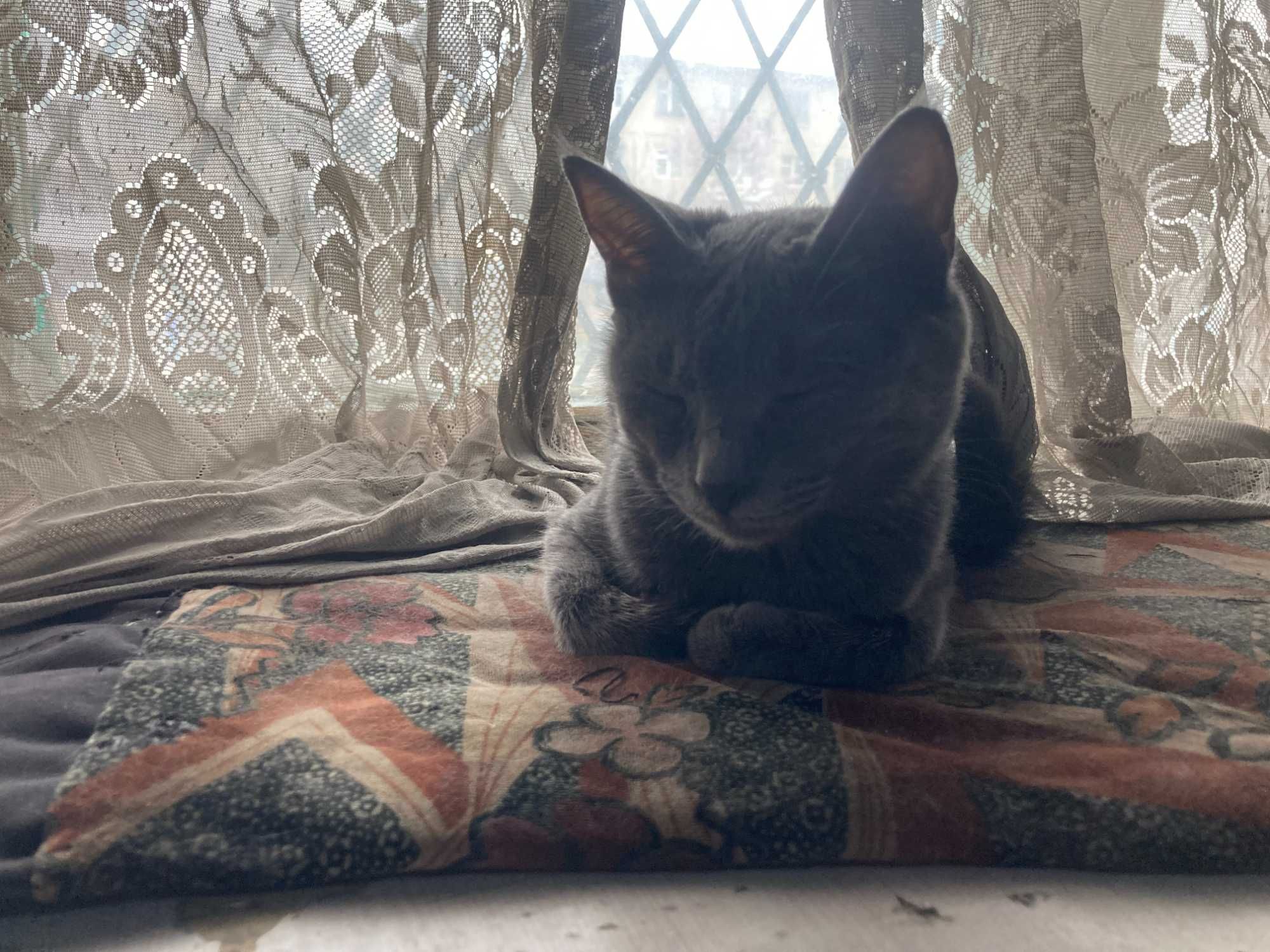охотничьи котята, не для игр!