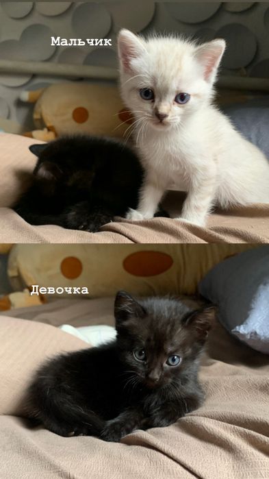 Отдам котят бесплатно