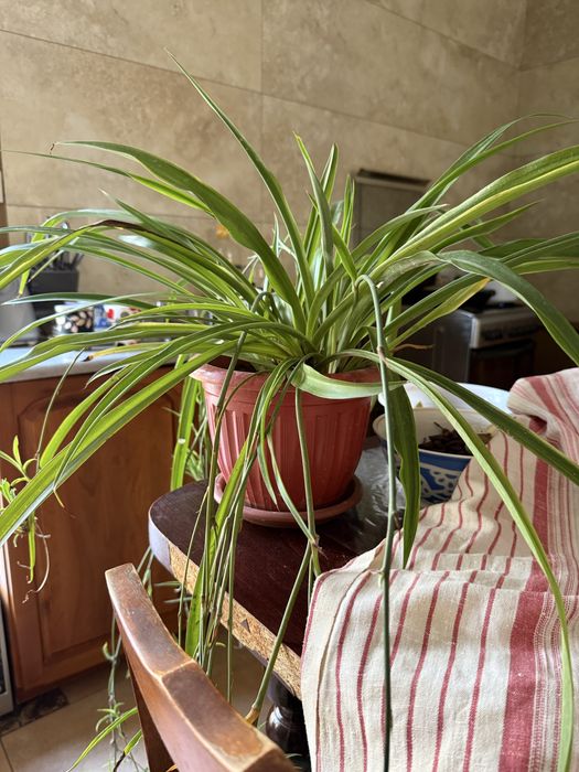 Продаётся цветок домашний хлорофитум