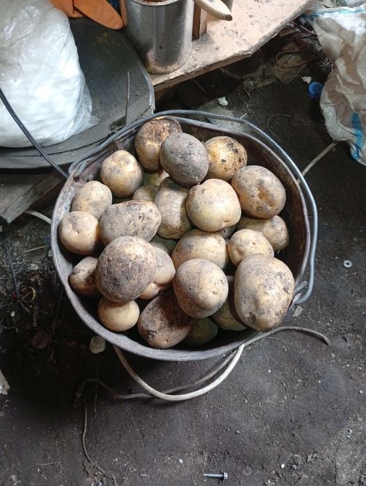 Продам хороший кортофель