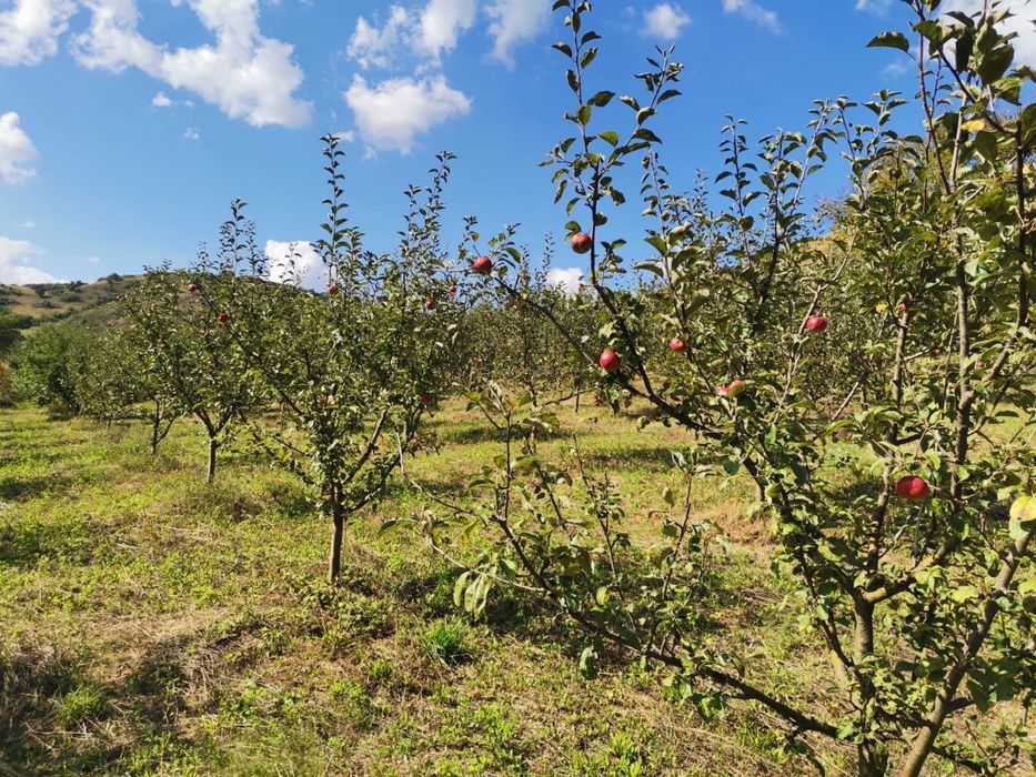 Livada in Fizesul Gherla cu 270 pomi fructiferi