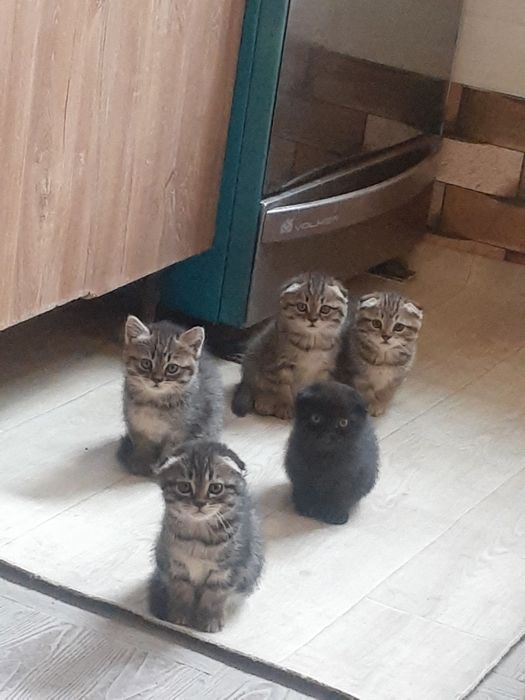 срочна сотилади пародистий мушукчалар