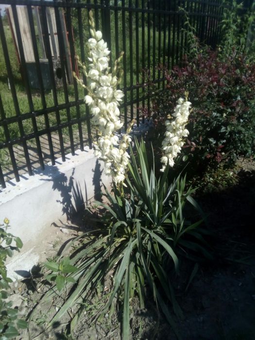 Yucca de grădină/ ghiveci ornamentală