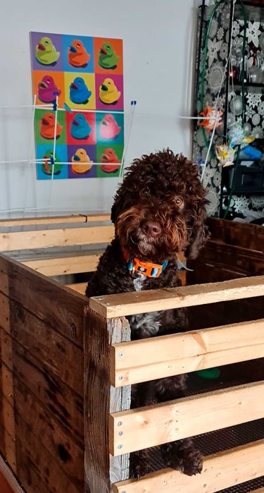 Лагото Романьоло - The Best breed ever