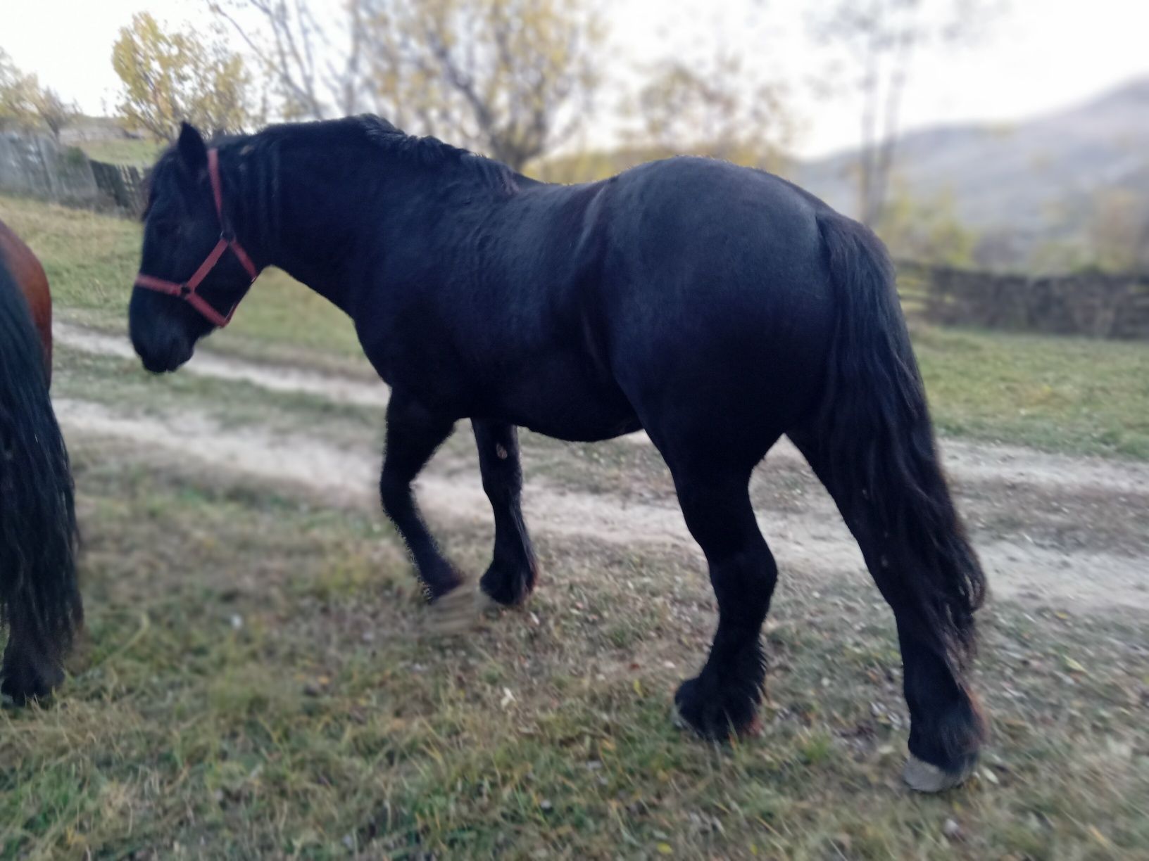 Cal de vanzare  2 ani