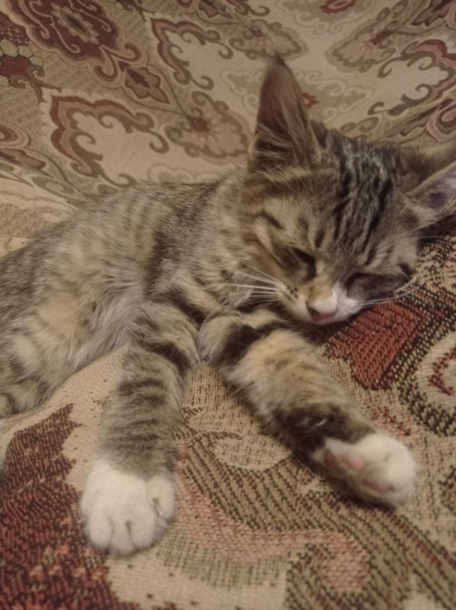 Котята девочки домашние