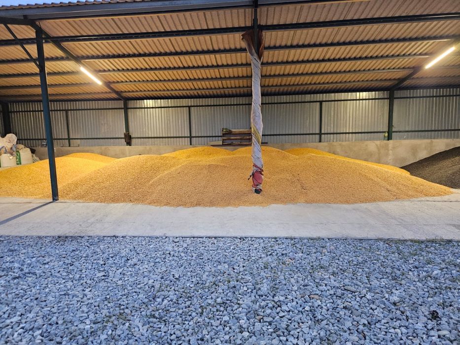 Porumb boabe si Floarea soarelui, recolta 2025