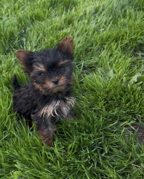 Yorkshire terrier mini toy