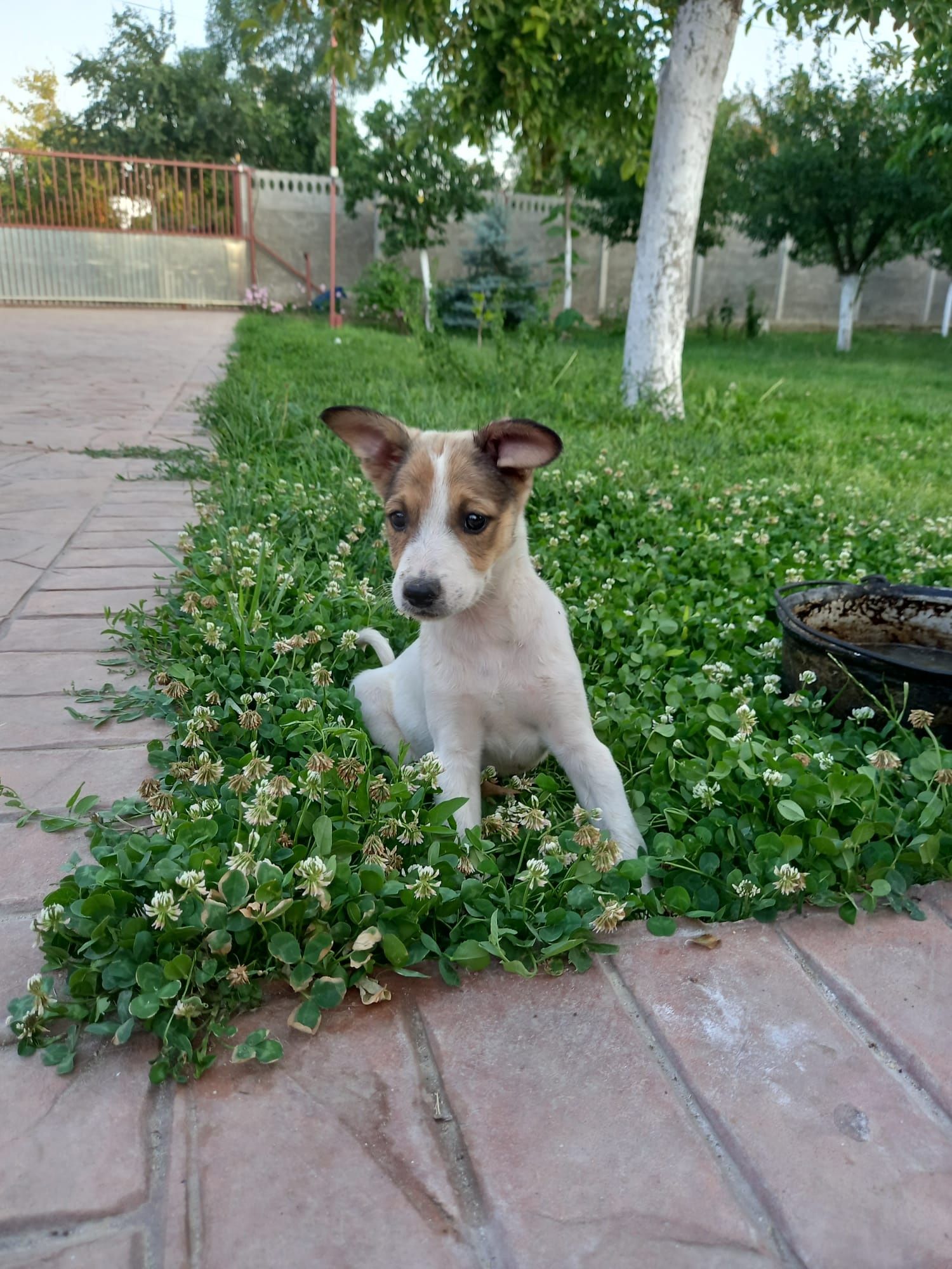 Ofer spre adopție !!!