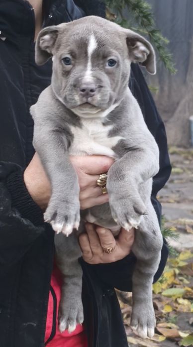 Американско Були ХЛ / American Bully XL  2 момчета и 2 момичета