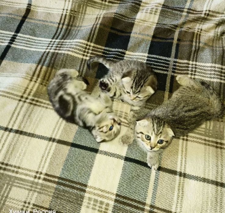 Отдам бесплатно котят