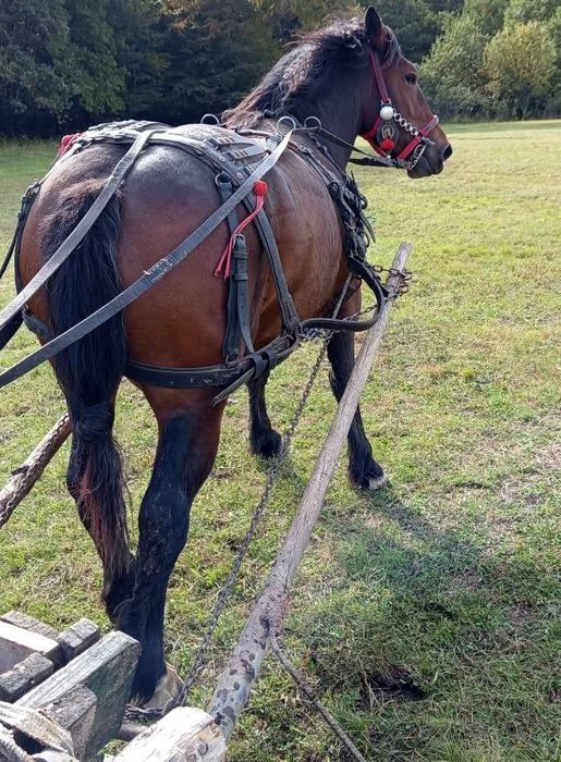 Mânză gestantă  are 2ani si 4 luni ca la carte