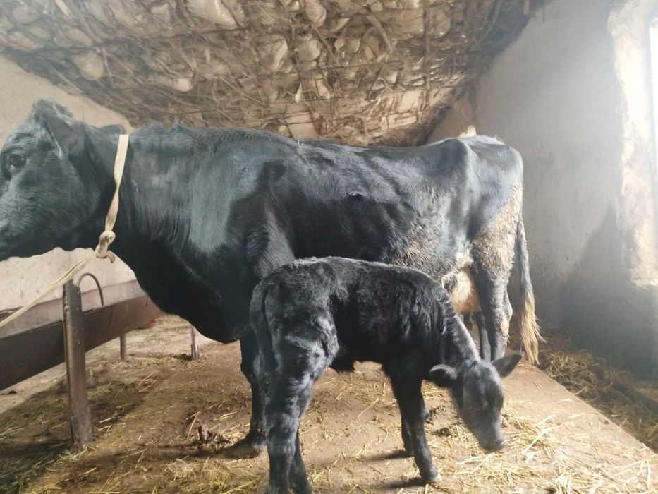 Angus parodali sigir