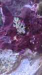 Coral ciuperca acvariu marin