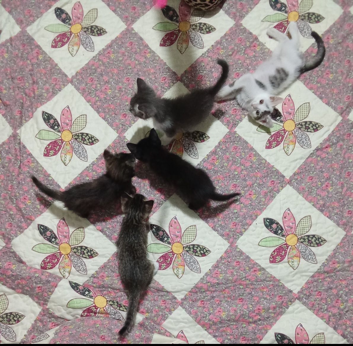 Отдам котят даром в хорошие руки