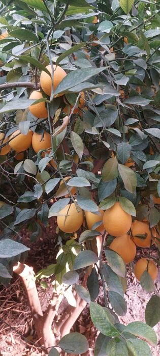 Limon sotiladi. (Лимон сотилади)