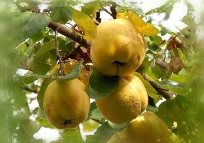 Gutui (Soiul Galata )