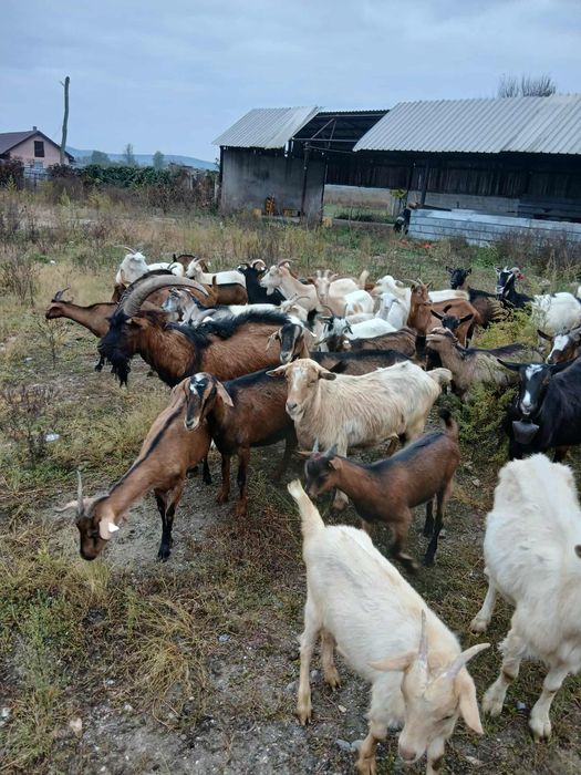 Vând 40 de capre