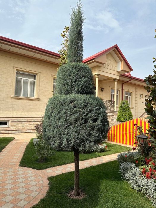 Archa sotiladi arizonka аризонка