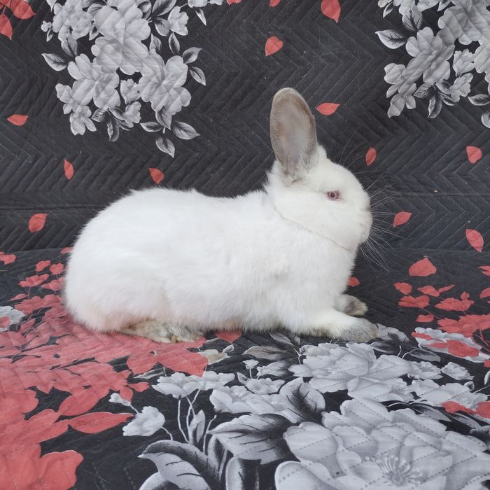 Цика и калифорнийски зайци