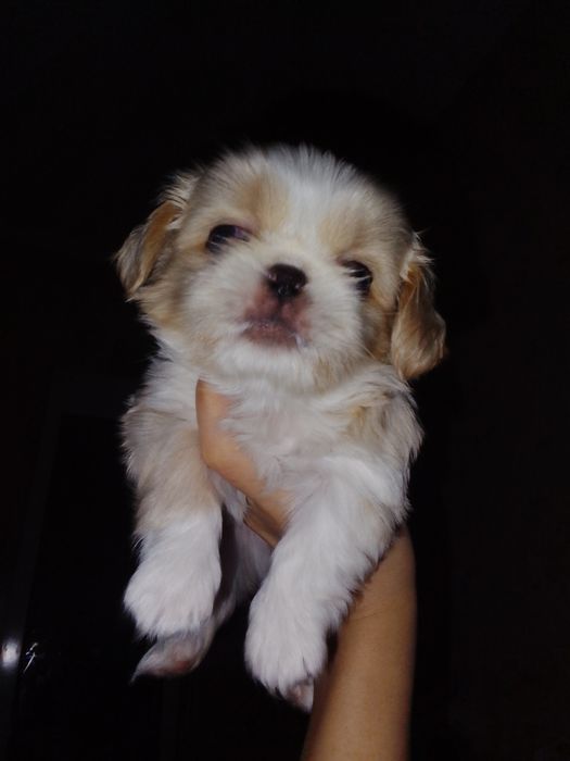 Пекинес собака породистый