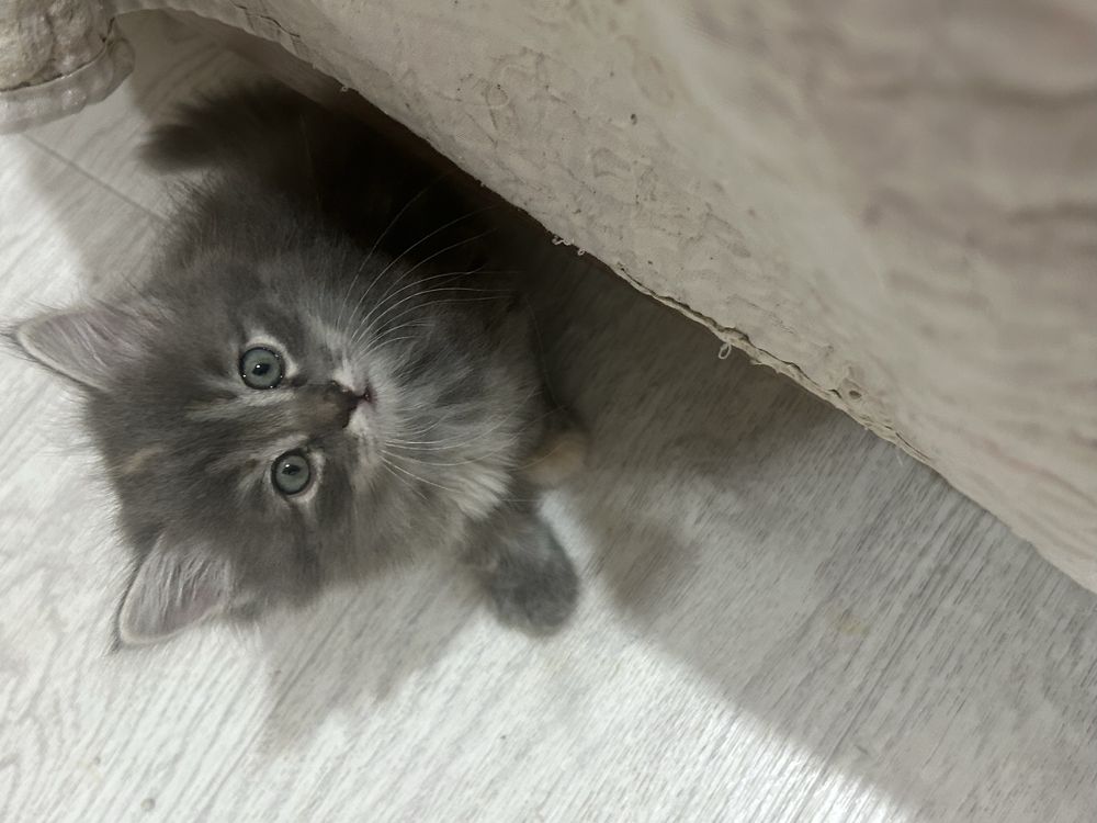 Отдаем котят в хорошие руки девочки