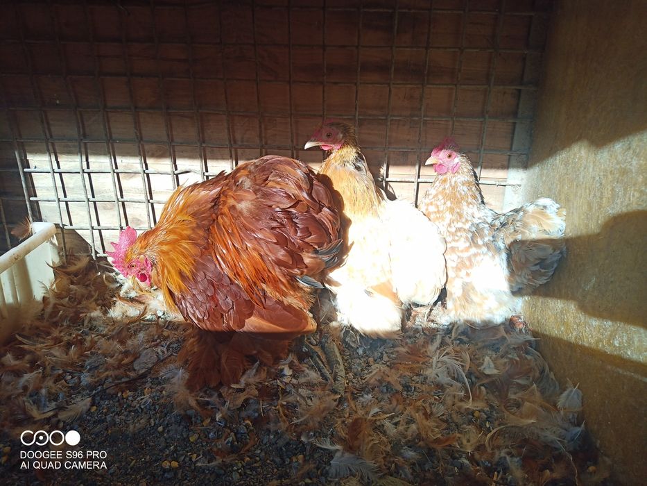 Cochinchina pitic și chabo