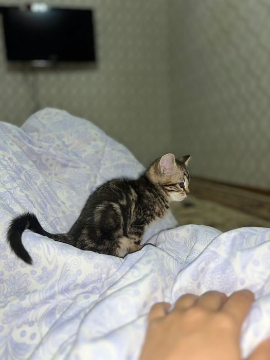 Продам шотландского котенка