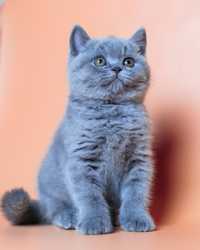 Британские котята лиловые и голуые окрасы