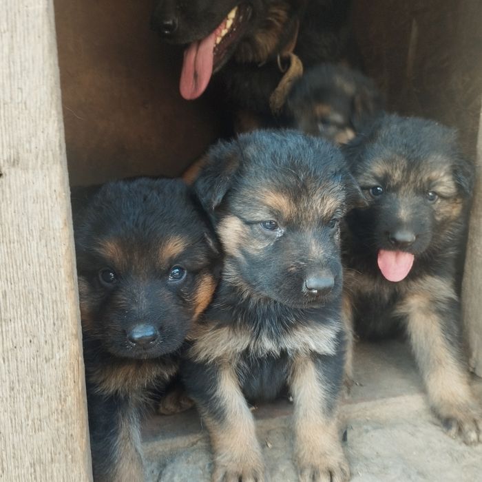 Щенки немецкой овчарки