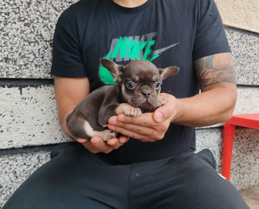 Френски   булдог