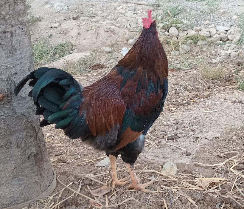 Хуроз сотилади соглом