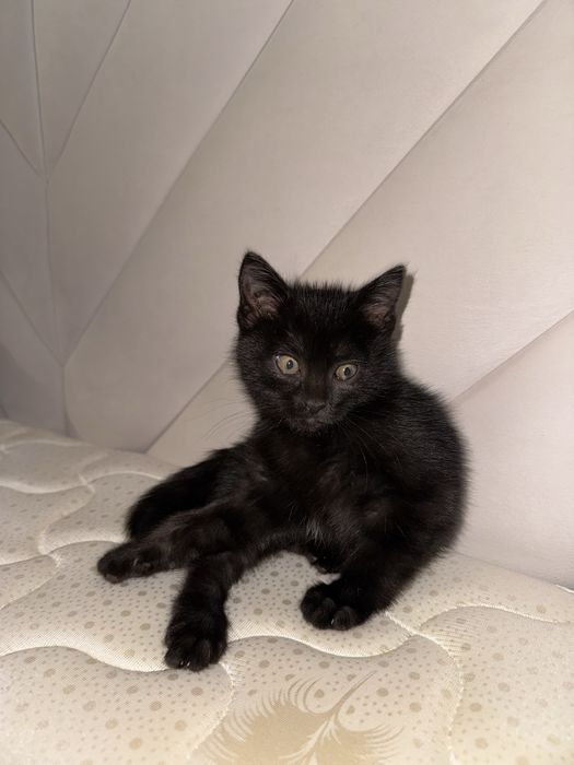 Мысық сатамыз домашняя короткошёрстная кошка