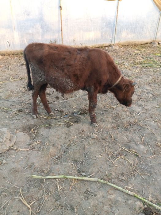 Букачалар сотилади , уйни моли