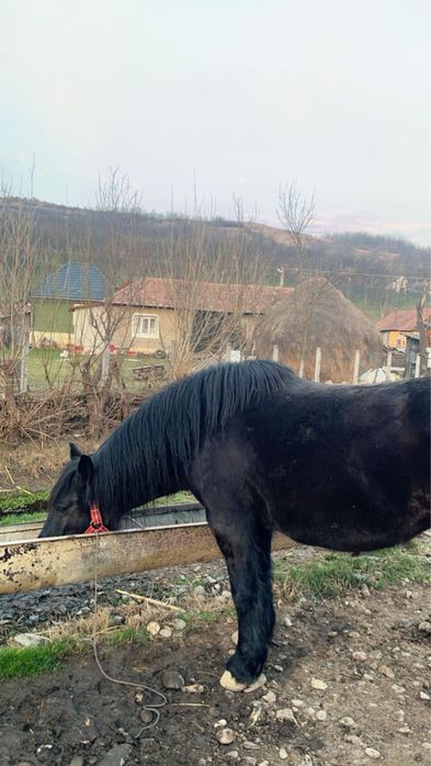 Iapă neagră,………..