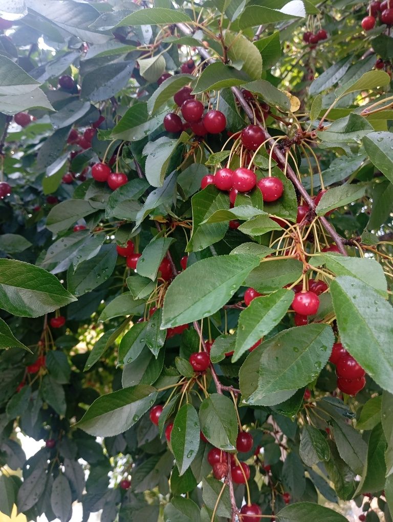 Visine neculese de foatte buna calitate