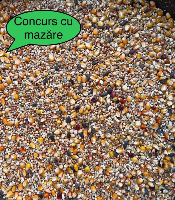 Hrana porumbei / Amestec cereale