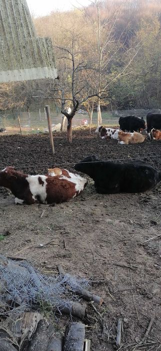 Vitei angus și metis