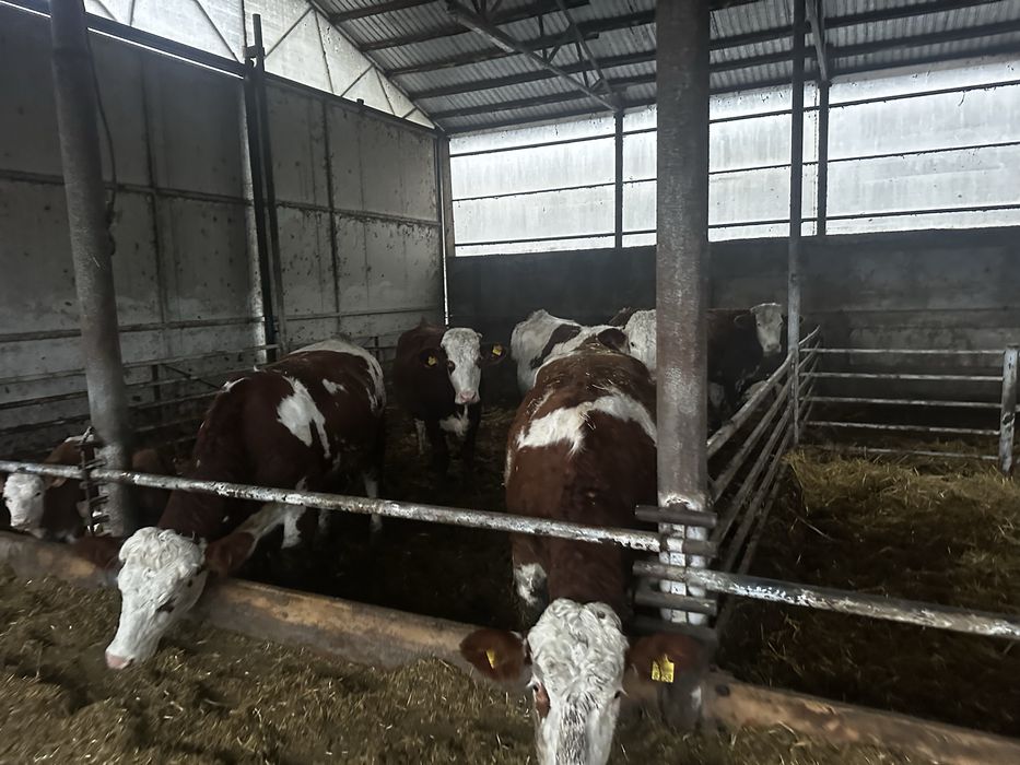 Vand junici si vaci baltata romaneasca !