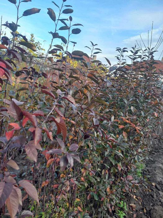 Червенолистна декоративна ябълка