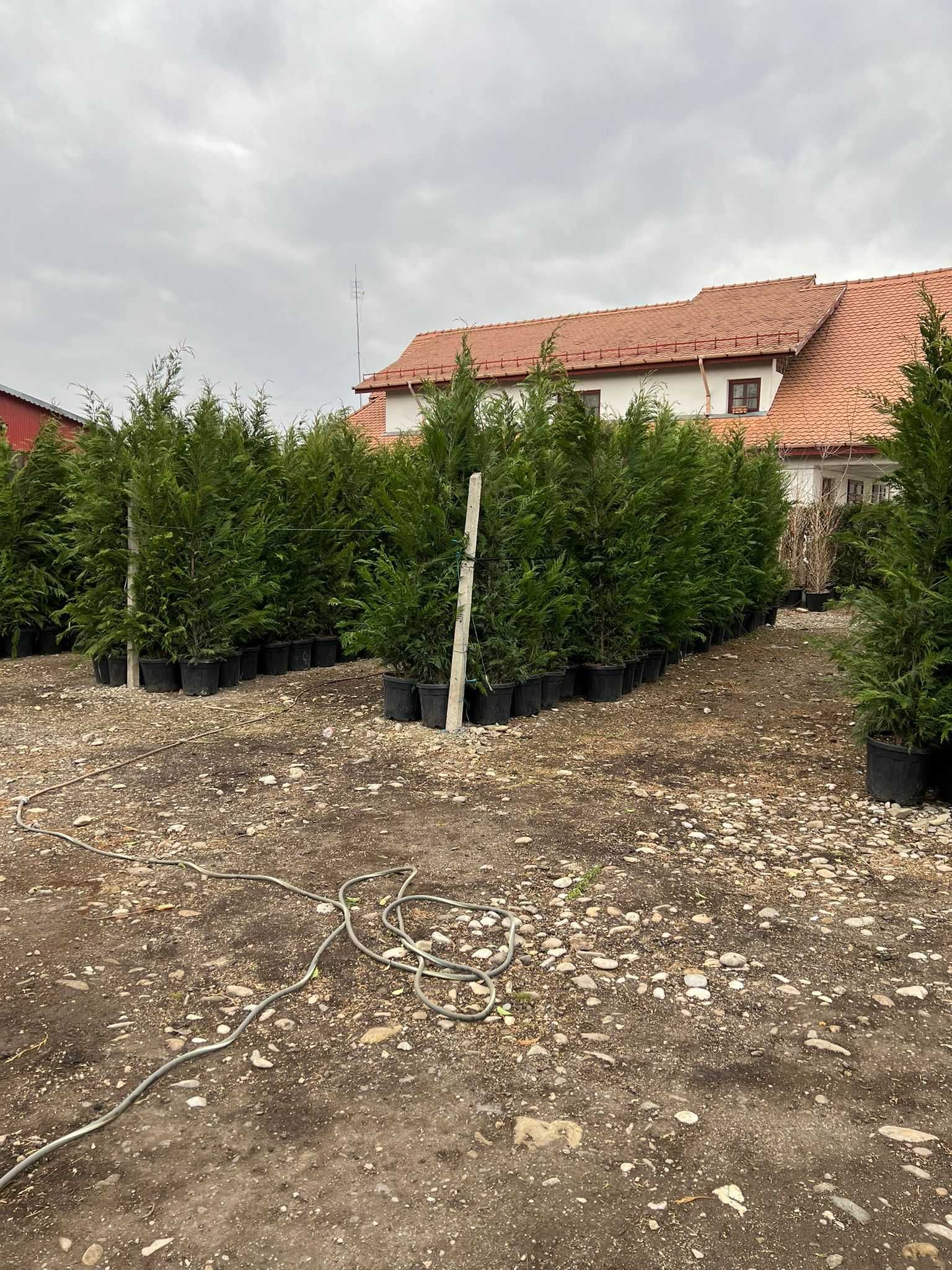 Plante Ornamentale Oriunde in tara calitate extra !