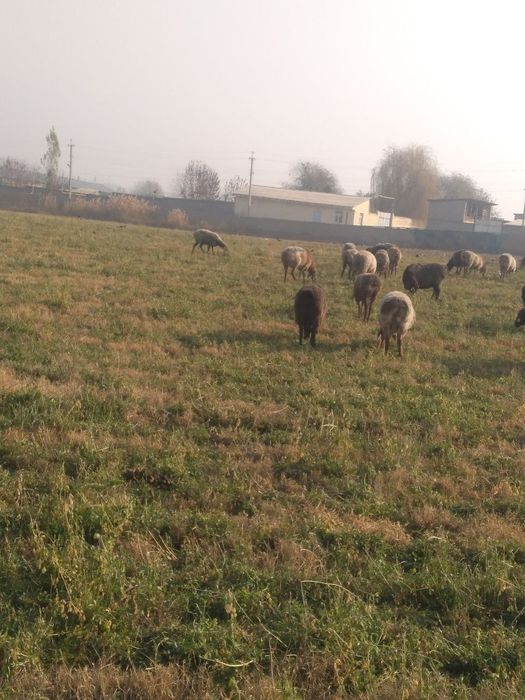 Киргизстон куйи арзон