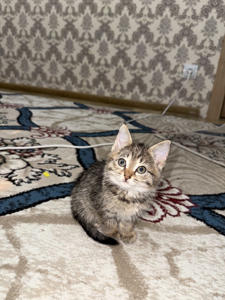 Котята 2 месяца