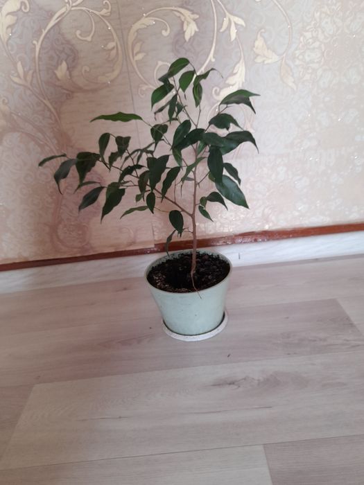 Фикус бенджамина