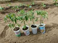 Разсади домати, краставици, пипер